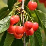 青森北日本にて🍒かぶって応援ポーズ。